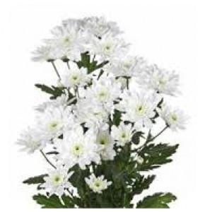 ΧΡΥΣΑΝΘΕΜΟ  ΛΕΥΚΟ  CHRYS. T BALTICA WHITE
